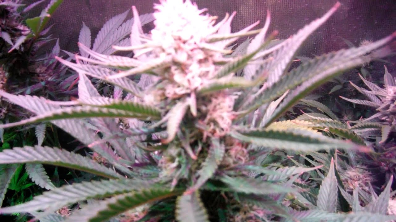 HydroGrowLED 189x Day 30 Jamaican dream Bubblegummer