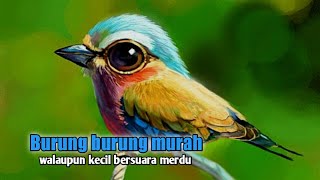 5 jenis burung kecil dan murah bersuara merdu