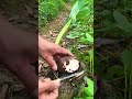 Taro Planting Tips and Methods for Beginners #satisfying #creativesurvival #farming