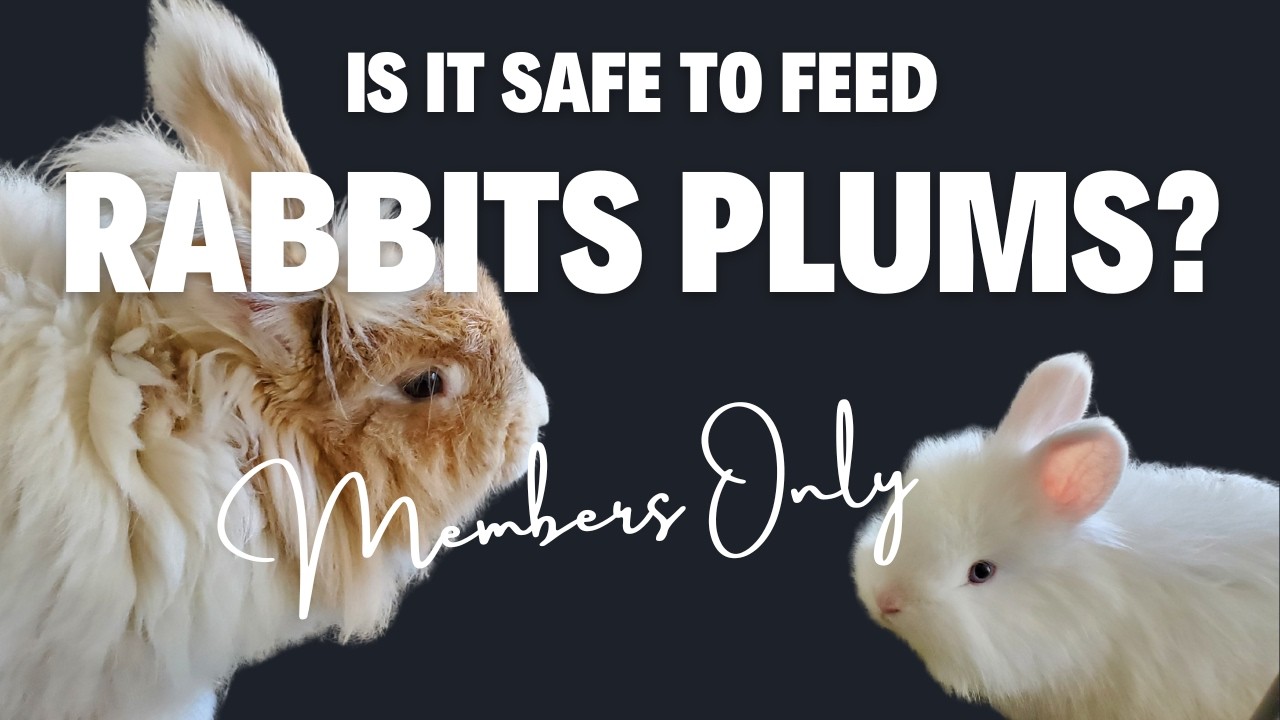 Can rabbits eat plums and plum plants? - YouTube