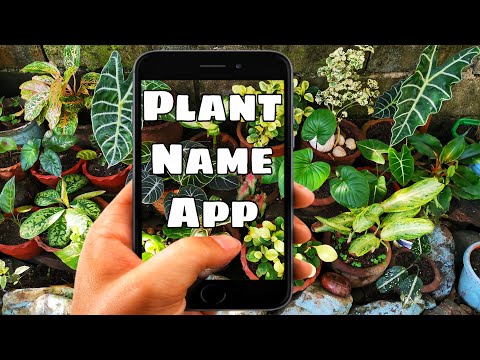 Video: How To Find Out The Name Of A Plant