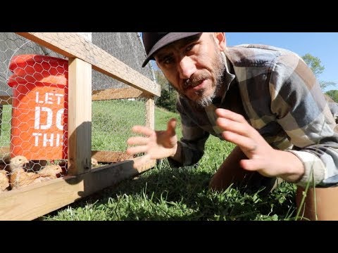 Video: Kā izveidot kustamu vistas pāri vai vistas traktoru