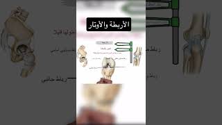 الأربطة والأوتار #مذاكرة_أونلاين #ثانوية_عامة_2026 #ثانوية_عامة_2026 #الخلاصة #تالتة_ثانوي #طلاب_مصر