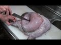 巨大アンコウの胃袋から『凄いもの』がでてきた。【アンコウのさばき方】Monkfish Hunched