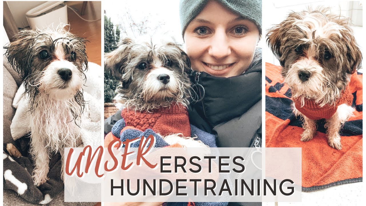 1. Hundetraining - Lernt aus unseren Fehlern