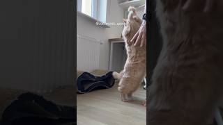 Your daily uppies #cat #catlover #кіт #cats #kotek #catlife #рудийкіт #catshorts #cutecat #funnycat Your daily uppies #cat #catlover #кіт #cats #kotek #catlife #рудийкіт #catshorts #cutecat #funnycat