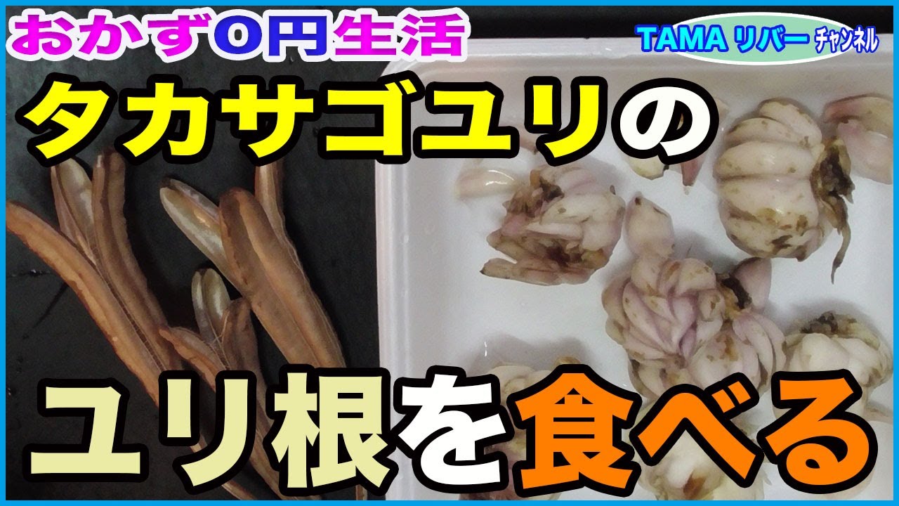 おかず0円生活 タカサゴユリのユリ根を食べる Youtube おかず0円生活 タカサゴユリのユリ根を食べる Youtube