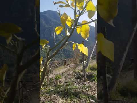 Video: Limon Yarpaqları Sarıya çevrilir: Limon Ağacında Sarı Yarpaqların Səbəbləri