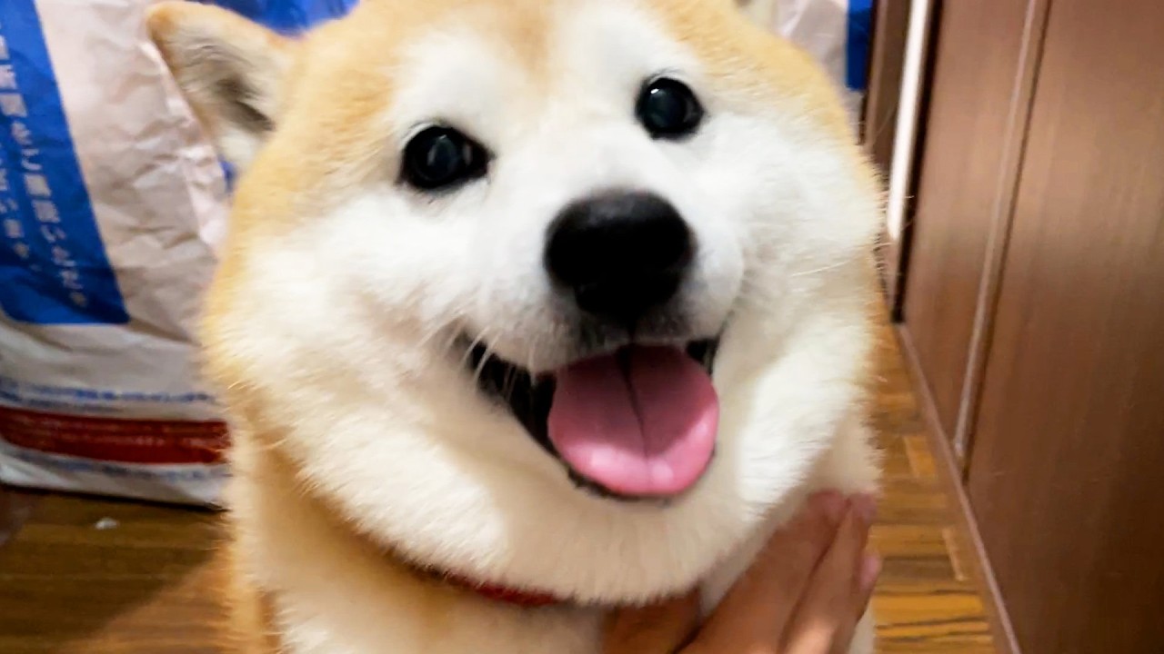 Shibe was overwhelmed by the interviewer's boldness with the