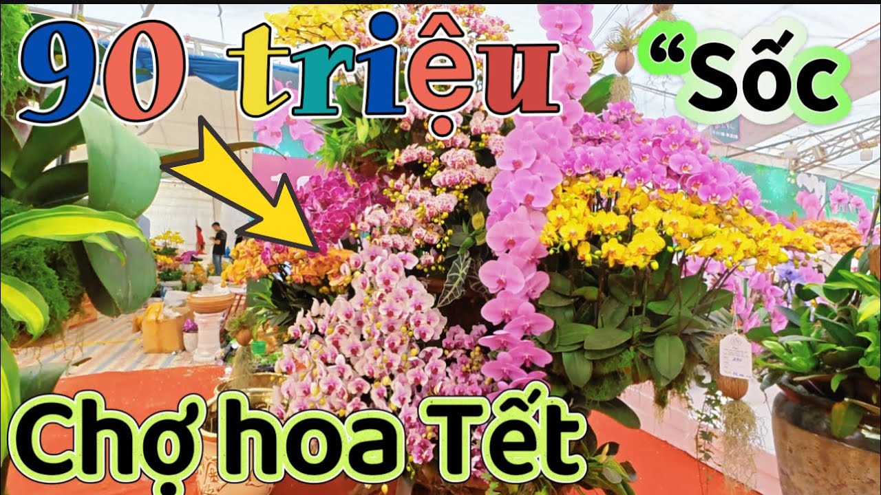 “BỎ 90 Triệu mua chậu hoa chơi Tết, liệu có đáng tiền??