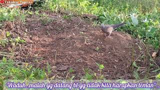 Download Lagu Demi target siauara mersik tarik akar..bl satu ini kita amankan dahulu.. MP3