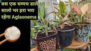 मरते हुए एग्लोनेमा को बचाने का टाॅप सिक्रेट |AGLAONEMA Plant Care/watering/Soil#gardening#NPK191919