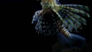 Lion fish in Samui Aquarium, Thailand