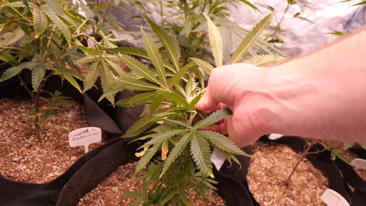 Getting Ruff With My Cannabis Plants and Indoor Growing Unboxing