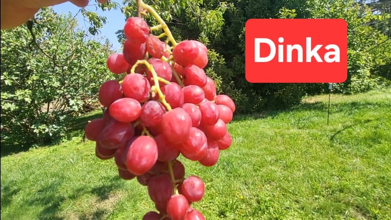 Csemegeszőlő fajtáim - Dinka 250815