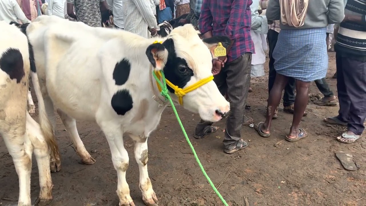 Hf, Jersey దూడలు కావాల అయితే చింతామణి సంత కి రావలసిందే