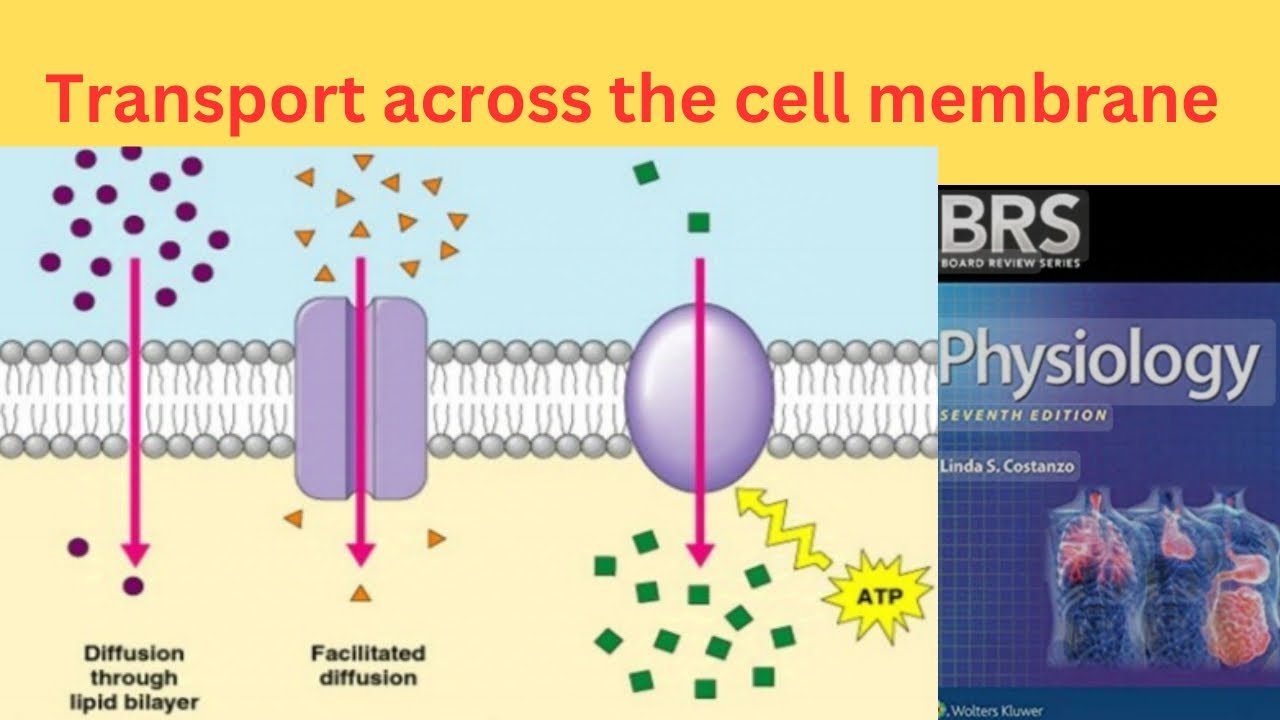 BRS Physiology : Transport across the Cell Membrane : Simple diffusion and Facilitated diffusion