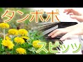 タンポポ:スピッツ【ピアノ・ソロ】フルバージョン