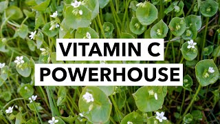 Wild Edibles with Sergei Boutenko: Miner’s Lettuce–Claytonia Perfoliate | Vitamin C Powerhouse