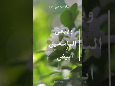 ويبقى الياسمين ابيض مهما خانته الفصول عبارات من ورد