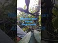 mbolang amplas putih untuk bahan bonsai #bonsaimania #fypyoutube