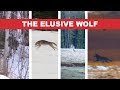 Elusive Wolves - My Challenges with Wolf Hunting