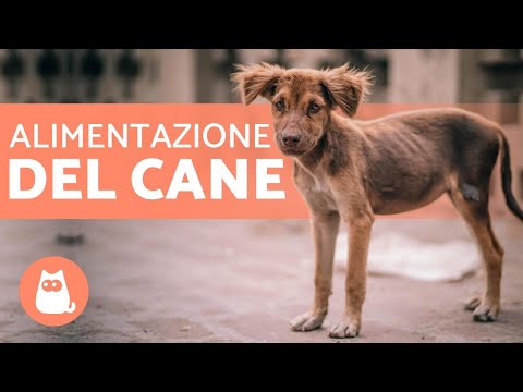 Video: Come accoppiare i cani Boxer