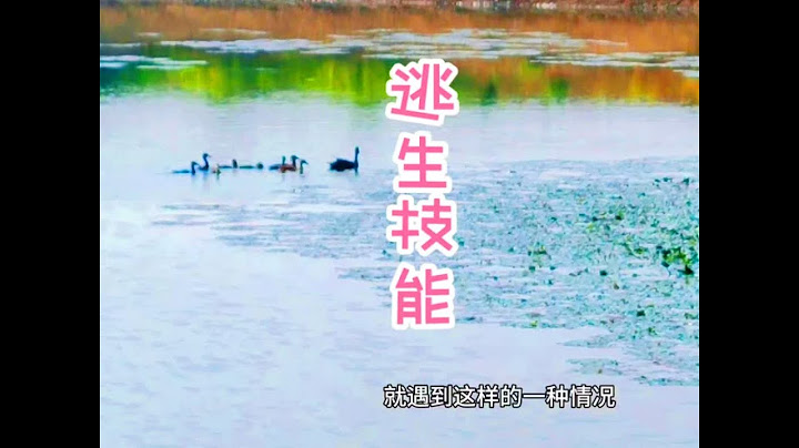 收留小野鸭十几天了，大爷跟到野外，看到了鸭妈妈教孩子逃生