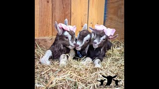 Triplet Baby Goats Born Live 2 Breech
