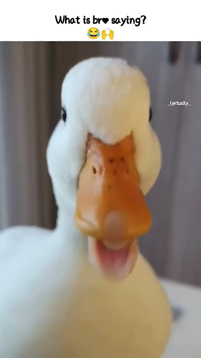 Dore dore meme....#doredore #duck #shorts #status #funny #comedy #trending #new#memes#instareels #hd