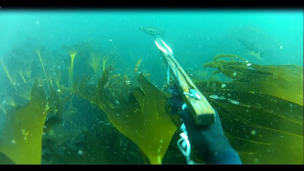 Chasse sous-marine en bateau/ juillet 2022- Finistère sud -#spearfishing #Lieu jaune