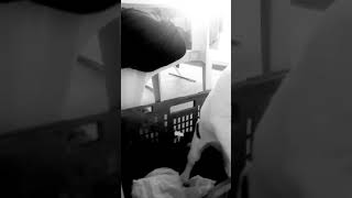 Ma Chienne Me Manque