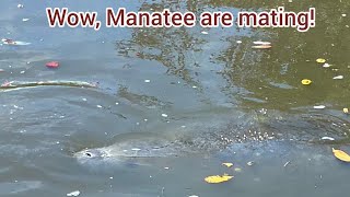 Manatee Mating Mania!!
