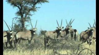20100814 Gemsbok crossing