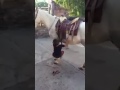 طفل يركب حصحص 