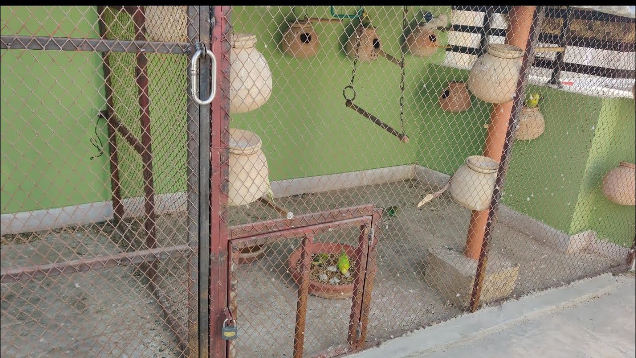 DAY 62🐦🦜 PART (2) #birds 👉@ansarak7747 #budgies #lovebirds #parrot #foryou #minivlog #talkingparot 