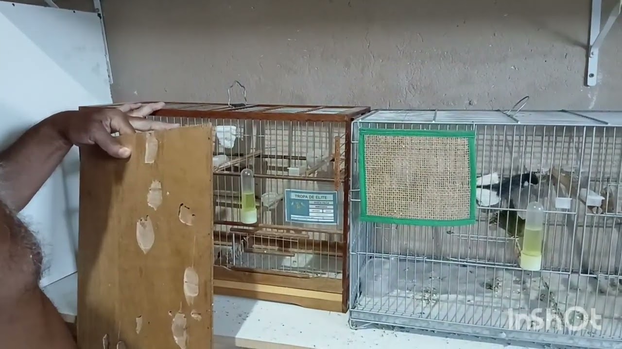 INEDITO Coleiro filhote com menos de 20 dias churrilhando