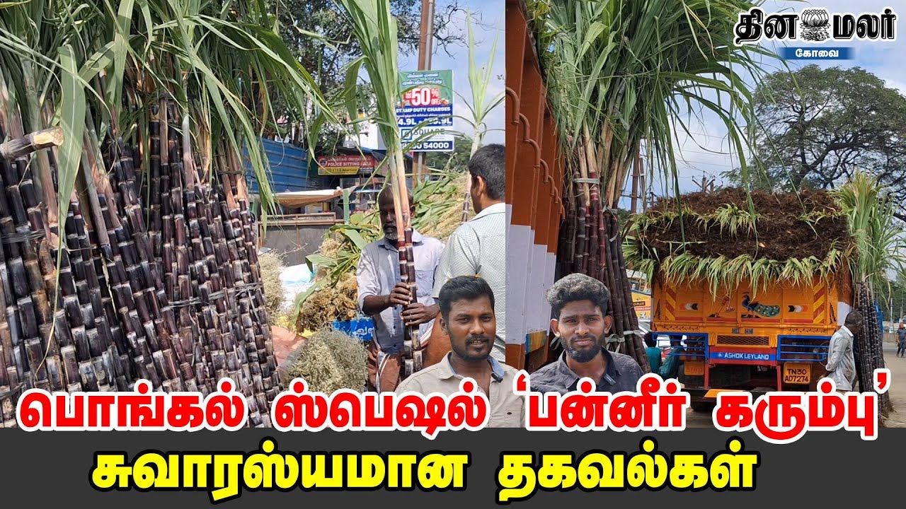 பொங்கல் ஸ்பெஷல் 'பன்னீர் கரும்பு' சுவாரஸ்யமான தகவல்கள்