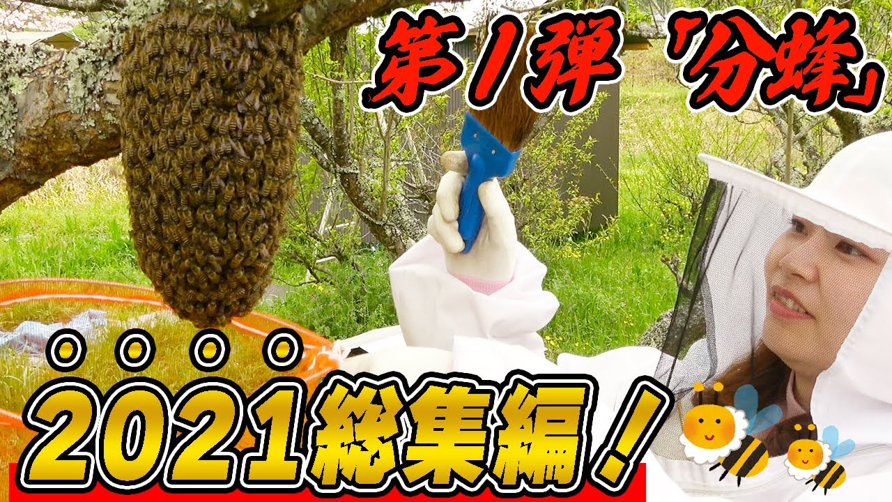 2021 highlight] Capturing swarm of Japanese honeybees. - YouTube