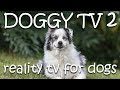 Dog TV 2  - (Reality TV for Dogs)  Please Subscribe