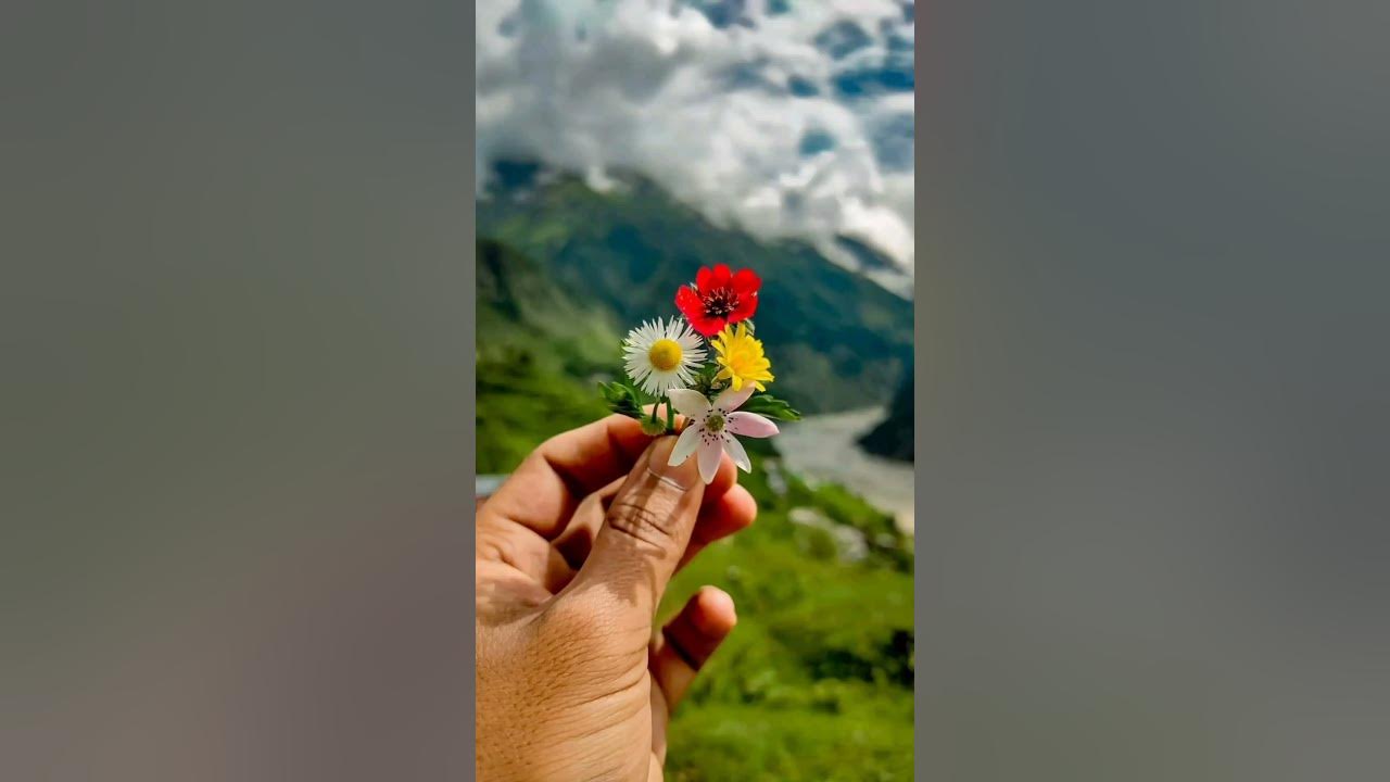 #flowers #mountain #manali #manalitrip #subscribe #travel #manalitour