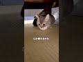 鶏ハム泥棒が出ました