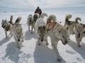 Хочу все Знать! Собачьи упряжки