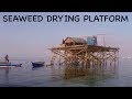 Seaweed Farming In The Ocean, Dawahon Island Leyte