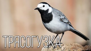 Wagtail: Feathered dancer | Interesting facts about birds