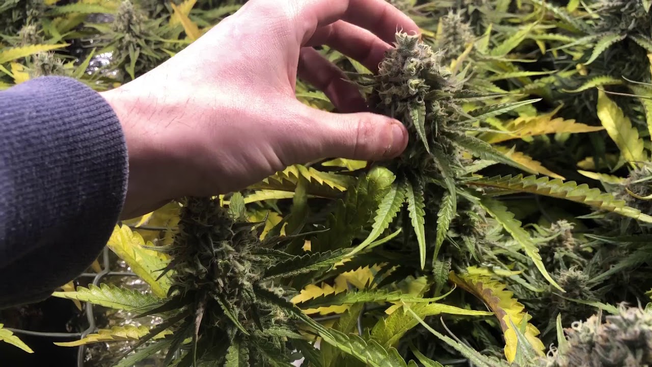 Sea of green unknown haze (liberty haze) week 7 flower.