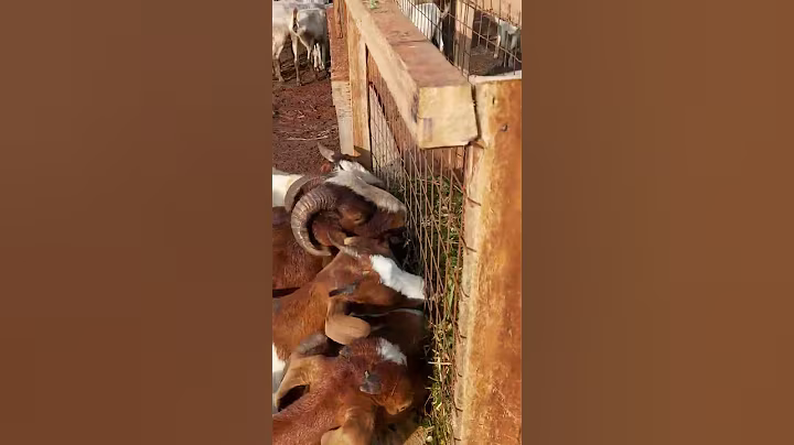 goats feed saving hay feeders