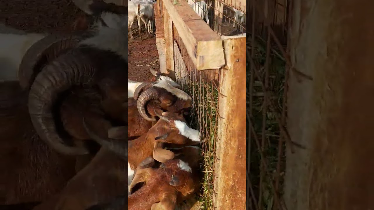 goats feed saving hay feeders