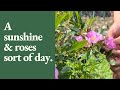 Working Around the Heat | Homestead Vlog