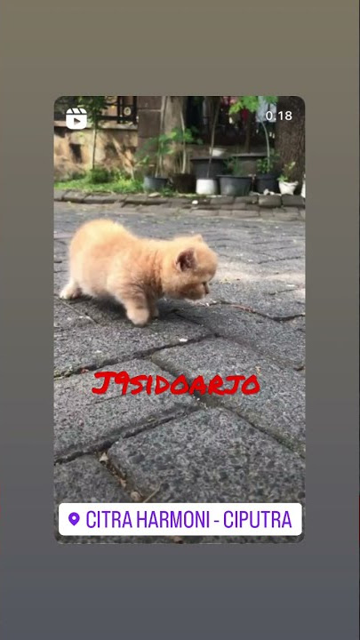 Bsh munckhin #bsh #cat #cats #kitten #kittens #kucing #kitty #munchkin #munchkinkitten #munckin